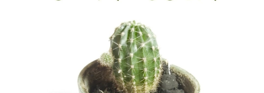 Roberta Marcaccio - Il cactus non ha colpa